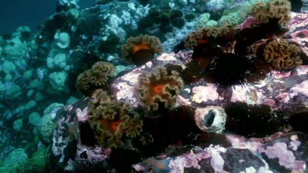 Estrella de mar y anémona marina entre las rocas del fondo marino . — Vídeos de Stock