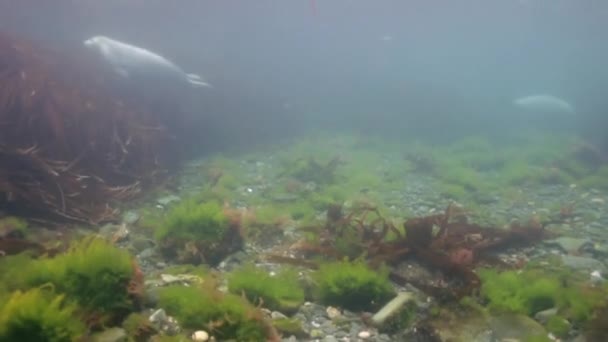 Kegelrobbe schwimmt im Unterwassergras im Japanischen Meer. — Stockvideo