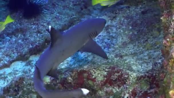 Requins de récif Whitetip sur récif rocheux rechercher de la nourriture.