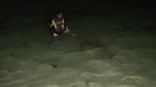 Voeding pijlstaartroggen op strand bij nacht in Maldiven. — Stockvideo