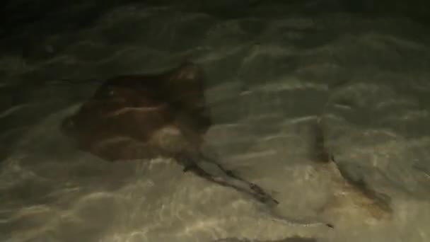 Voeding pijlstaartroggen op strand bij nacht in Maldiven. — Stockvideo