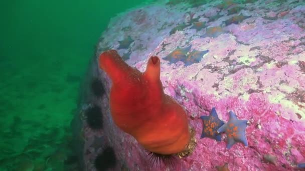Fundo marinho vermelho arenoso com esponjas coloridas Mar do Japão . — Vídeo de Stock