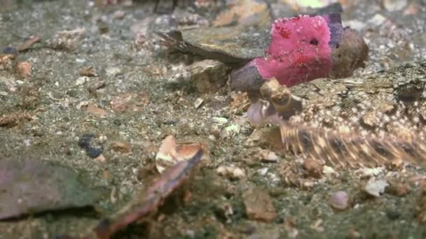 El lenguado en el fondo marino de piedra está buscando comida.. — Vídeo de stock