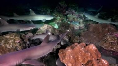 Whitetip Reef sharks At Nighth In search of food.