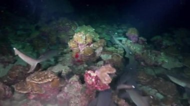 Whitetip Reef sharks At Nighth In search of food.