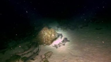 Whitetip Reef sharks At Nighth In search of food.