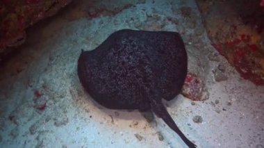 Siyah vatoz derin, kayalık resif üzerinde yüzer.