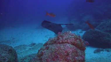 Siyah vatoz derin, kayalık resif üzerinde yüzer.