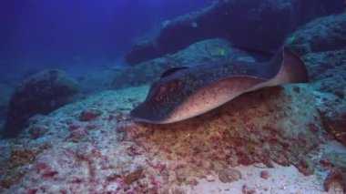 Siyah vatoz derin, kayalık resif üzerinde yüzer.