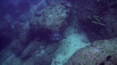 Siyah vatoz derin, kayalık resif üzerinde yüzer.