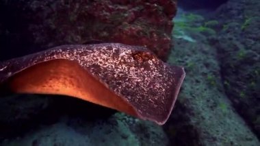 Siyah vatoz derin, kayalık resif üzerinde yüzer.