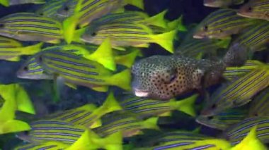 Sarı Okul Keçi Balığı kayalık resiflerin üzerinde yüzer.