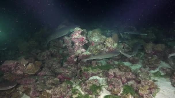 Whitetip Reef sharks At Nighth In search of food. — Stockvideo