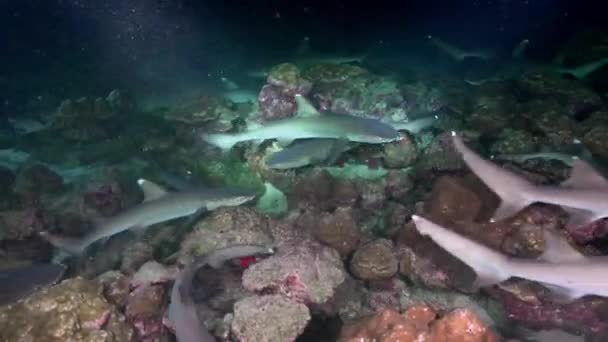 Weißspitzenriffhaie in der Nacht auf Nahrungssuche. — Stockvideo