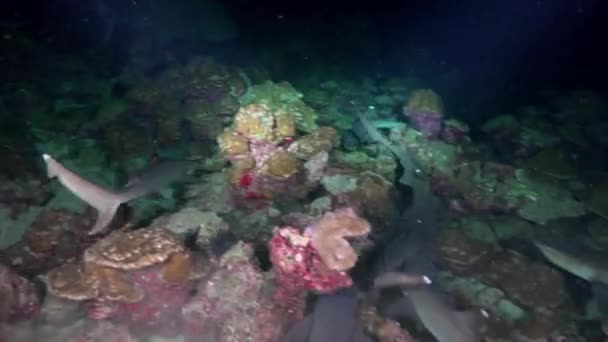 Tiburones de arrecife blanco en la noche en busca de comida . — Vídeos de Stock