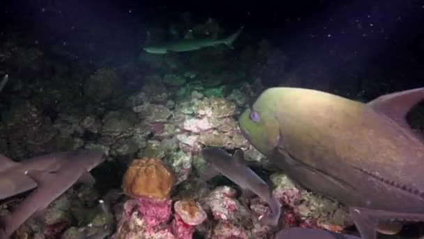 Tiburones de arrecife blanco en la noche en busca de comida . — Vídeos de Stock