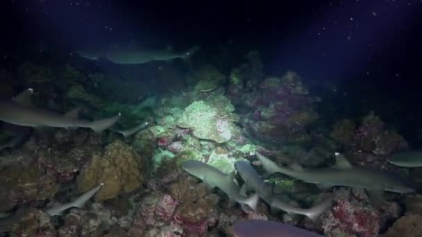 Whitetip Reef sharks At Nighth In search of food. — Stock Video