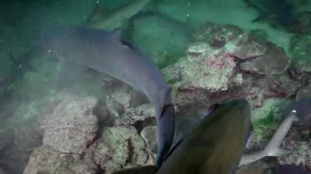 Weißspitzenriffhaie in der Nacht auf Nahrungssuche. — Stockvideo