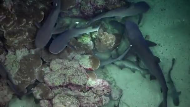 Whitetip Reef sharks At Nighth In search of food. — Wideo stockowe