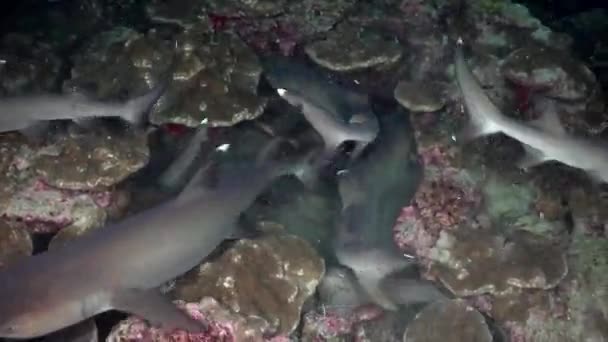 Requins de récif Whitetip à la nuit tombée à la recherche de nourriture . — Video