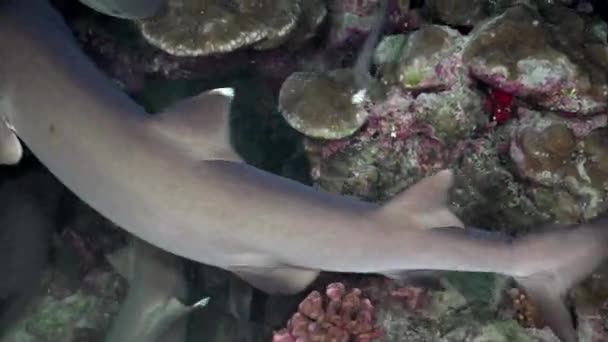 Tiburones de arrecife blanco en la noche en busca de comida . — Vídeos de Stock