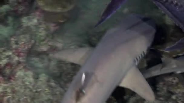 Requins de récif Whitetip à la nuit tombée à la recherche de nourriture . — Video