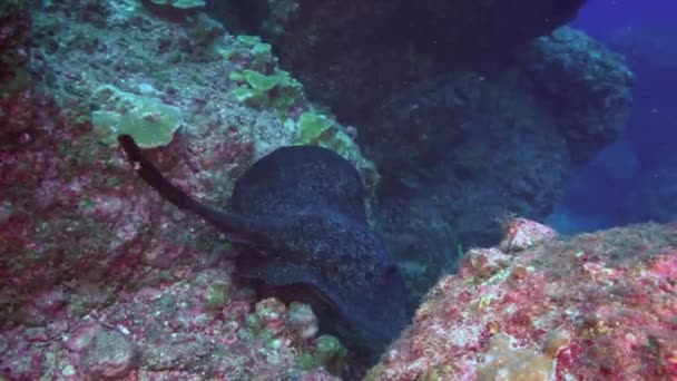 Zwarte Stingray zwemt over diep, rotsachtig rif. — Stockvideo