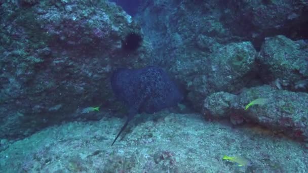 Stingray noir nage sur un récif rocheux profond . — Video