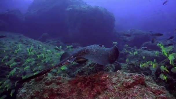 Black stingray swims over deep, rocky reef. — Stock Video