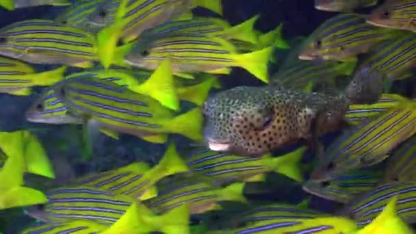 Yellow School Goatfish nada sobre recifes rochosos. — Vídeo de Stock