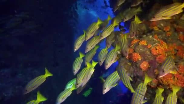 Желтая школьная рыба плавает над скалистым рифом. — стоковое видео