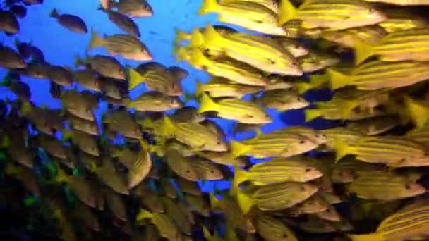 Yellow School Goatfish nage au-dessus des récifs rocheux. — Video