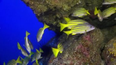 Sarı Okul Keçi Balığı kayalık resiflerin üzerinde yüzer.