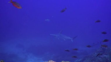 Whitetip resif köpekbalıkları kayalık resif yiyecek arıyor.
