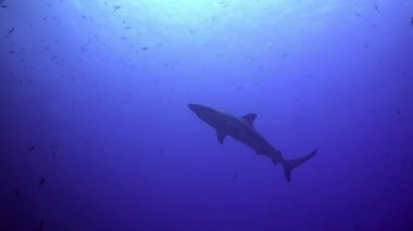 Whitetip resif köpekbalıkları kayalık resif yiyecek arıyor.