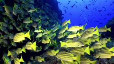 Sarı Okul Keçi Balığı kayalık resiflerin üzerinde yüzer.