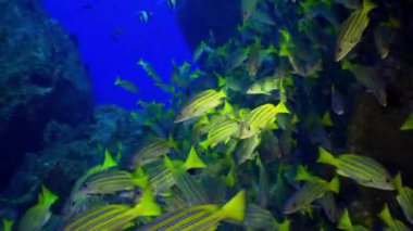 Sarı Okul Keçi Balığı kayalık resiflerin üzerinde yüzer.