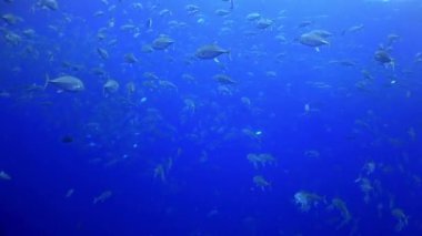 Okul ton balığı resif ve mavi denizde yüzüyor.