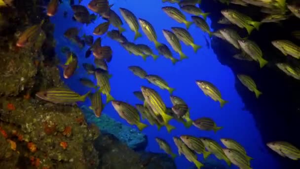 イエロースクールゴアフィッシュは岩礁の上を泳ぐ. — ストック動画
