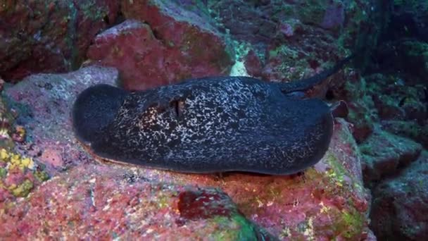 Schwarzer Stachelrochen schwimmt über tiefes, felsiges Riff. — Stockvideo