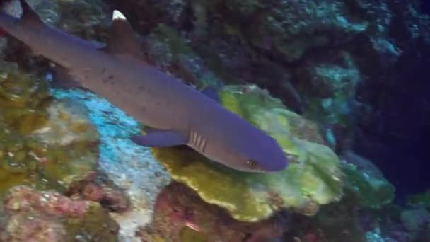 Whitetip resif köpekbalıkları kayalık resif yiyecek arıyor. — Stok video