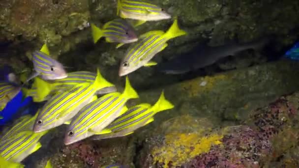 Gula Skolan Goatfish simmar över klippiga revet. — Stockvideo