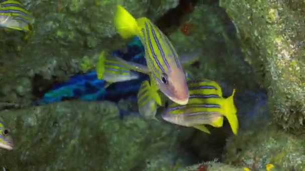 Yellow School Goatfish swims over rocky reef. — Stock Video