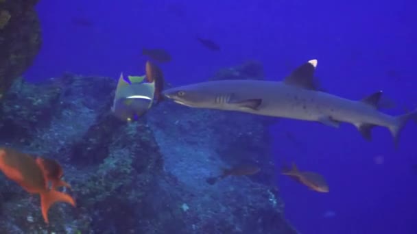 Squali Whitetip Reef su scogliera rocciosa ricerca cibo. — Video Stock