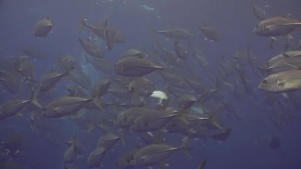 Le thon de l'école nage dans le récif et dans la mer bleue .
