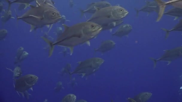 Escuela Atún peces nada en los arrecifes y en el mar azul . — Vídeo de stock