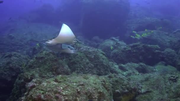 Spotted eagle ray swims on deep, rocky reef. — Stockvideo