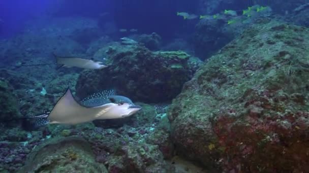 Spotted eagle ray swims on deep, rocky reef. — Stok video
