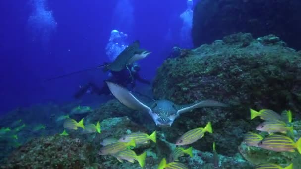 Spotted eagle ray swims on deep, rocky reef. — Stock videók