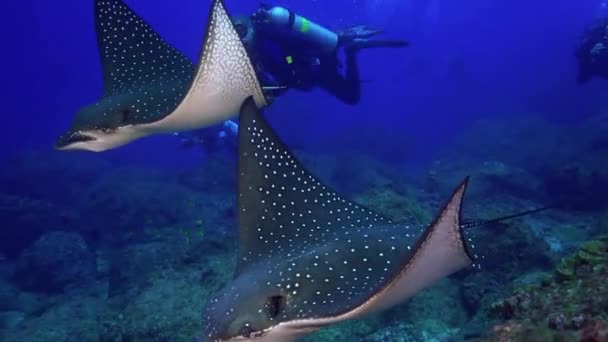 Spotted eagle ray swims on deep, rocky reef. — Stok video